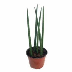 Bamboo Shoots Snake Plant - Sanseveria Cylindrica - Impossible To Kill! - 2" Pot 7 Bamboo Shoots Snake Plant - Sanseveria Cylindrica - Impossible To Kill! - 2" Pot -Cheap Plants Store apisgna3b 21032.1592324271