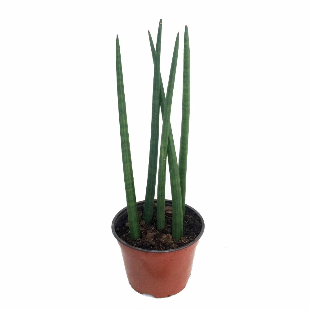 Bamboo Shoots Snake Plant - Sanseveria Cylindrica - Impossible To Kill! - 2" Pot 5 Bamboo Shoots Snake Plant - Sanseveria Cylindrica - Impossible To Kill! - 2" Pot - Image 3