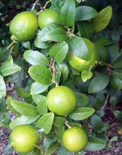 Persian Lime Tree - Fruit Bearing Size -6" Pot-NO SHIP To TX, FL, AZ, CA, LA, HI 9 Persian Lime Tree - Fruit Bearing Size -6" Pot-NO SHIP To TX, FL, AZ, CA, LA, HI -Cheap Plants Store apishbk5p 61069.1592323062