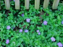 Myrtle 48 Plants - Periwinkle/Vinca - Hardy Groundcover - 1 3/4" Pots 8 Myrtle 48 Plants - Periwinkle/Vinca - Hardy Groundcover - 1 3/4" Pots -Cheap Plants Store apisi3cv5 26826.1592318739