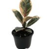 Tineke Rubber Tree Plant - Ficus - NEW Yet Very OLD! - 4" Pot 2 Tineke Rubber Tree Plant - Ficus - NEW Yet Very OLD! - 4" Pot -Cheap Plants Store apisiucoh 96661.1644687929