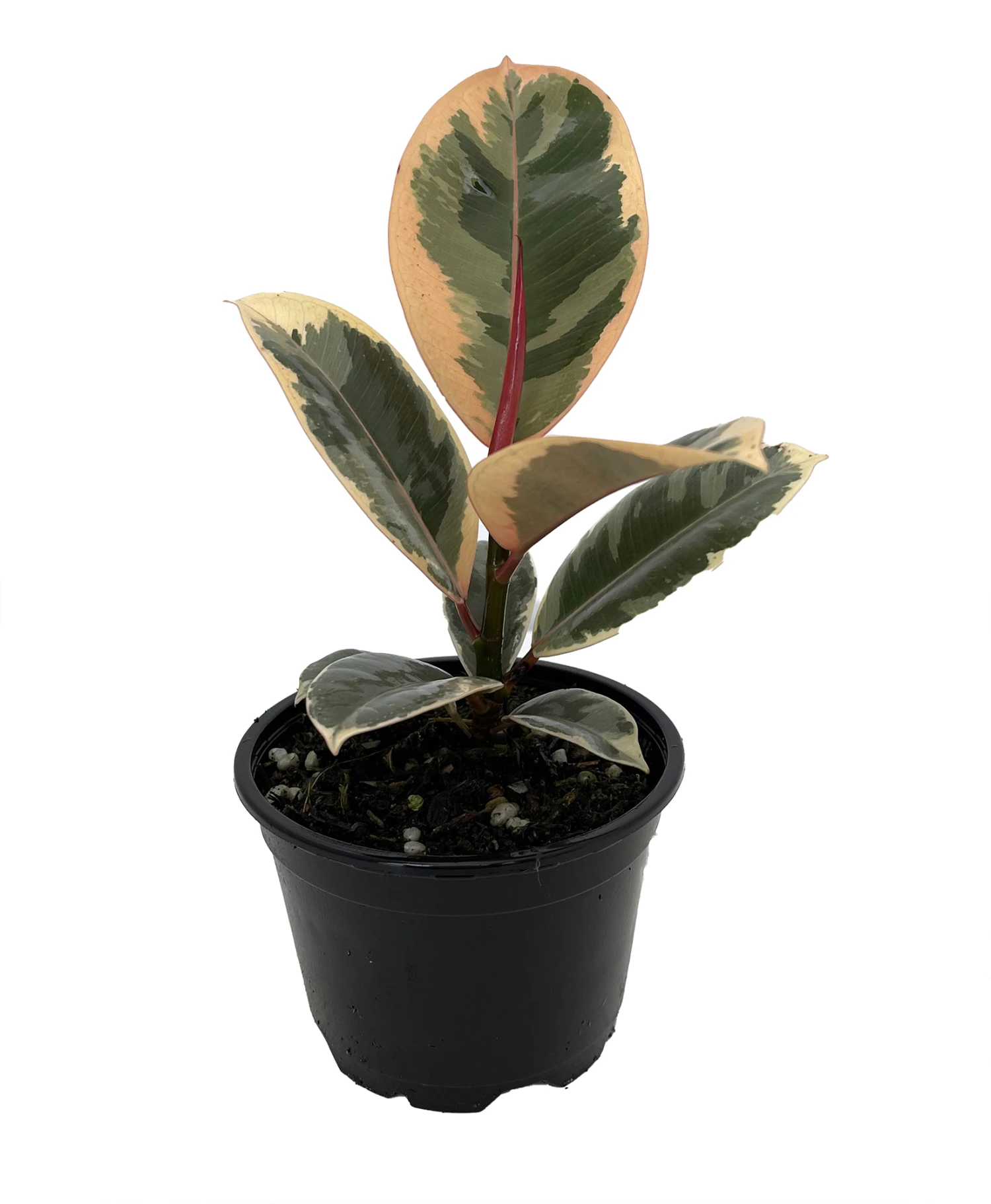 Tineke Rubber Tree Plant - Ficus - NEW Yet Very OLD! - 4" Pot 3 Tineke Rubber Tree Plant - Ficus - NEW Yet Very OLD! - 4" Pot