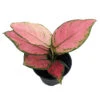 Cherry Chinese Evergreen Plant - Aglaonema-Grows In Dim Light-4" Pot-Collector's 1 Cherry Chinese Evergreen Plant - Aglaonema-Grows In Dim Light-4" Pot-Collector's -Cheap Plants Store apisn0ss7 37441.1647042312