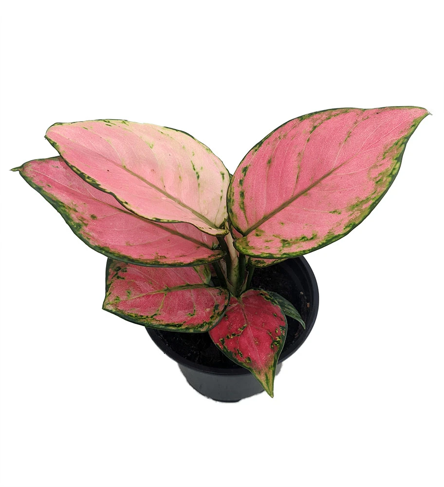 Cherry Chinese Evergreen Plant - Aglaonema-Grows In Dim Light-4" Pot-Collector's 3 Cherry Chinese Evergreen Plant - Aglaonema-Grows In Dim Light-4" Pot-Collector's
