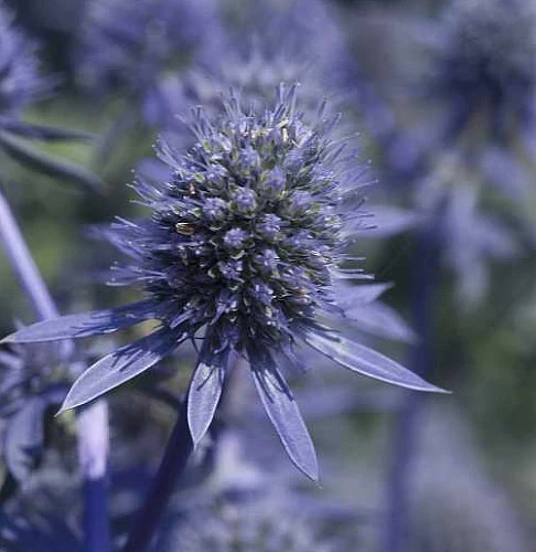 Blue Glitter Sea Holly Perennial - Eryngium - Live Plant - Quart Pot 4 Blue Glitter Sea Holly Perennial - Eryngium - Live Plant - Quart Pot - Image 2