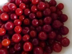 Joel & Jan Bush Cherry Plants - 4" Pots - Red Cherry Fruit In Late Summer