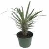 Madagascar Palm - Pachypodium Lamerei - Exotic & Easy! - 6" Pot 2 Madagascar Palm - Pachypodium Lamerei - Exotic & Easy! - 6" Pot -Cheap Plants Store apisw23xp 99866.1592326448