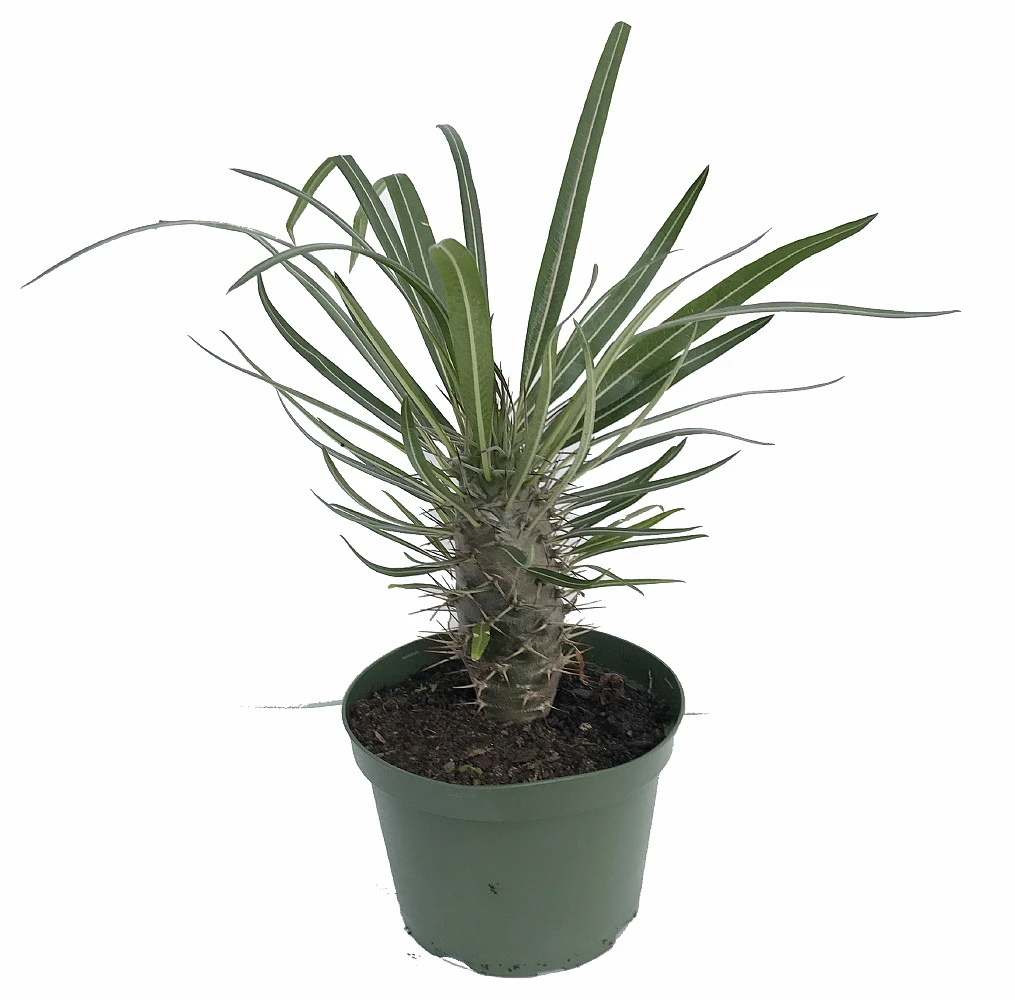 Madagascar Palm - Pachypodium Lamerei - Exotic & Easy! - 6" Pot 3 Madagascar Palm - Pachypodium Lamerei - Exotic & Easy! - 6" Pot