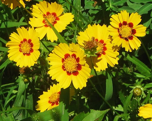 Tequila Sunrise Coreopsis Perennial Plant - Quart Pot 5 Tequila Sunrise Coreopsis Perennial Plant - Quart Pot - Image 3