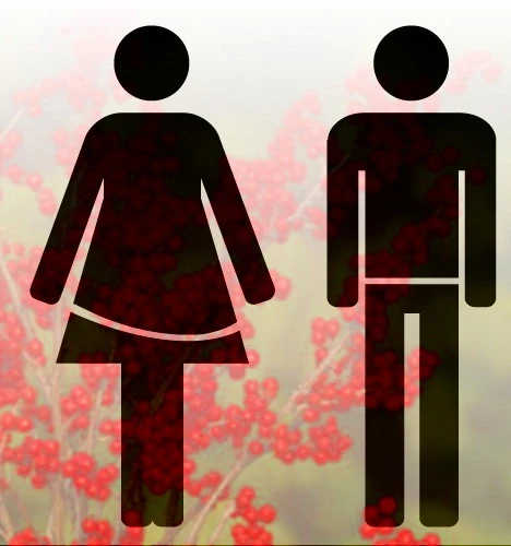 Berry Poppins™ & Mr. Poppins™ Winterberry Holly - Male/Female 3 Berry Poppins™ & Mr. Poppins™ Winterberry Holly - Male/Female