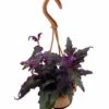 Purple Passion Plant - 4" Mini Hanging Basket - EROTIC - Gynura 1 Purple Passion Plant - 4" Mini Hanging Basket - EROTIC - Gynura -Cheap Plants Store apitnityl 89361.1592317260