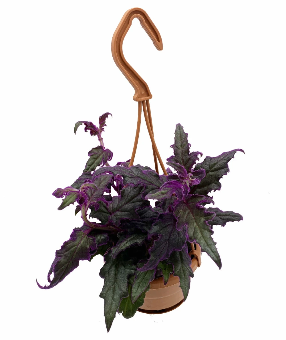 Purple Passion Plant - 4" Mini Hanging Basket - EROTIC - Gynura 3 Purple Passion Plant - 4" Mini Hanging Basket - EROTIC - Gynura
