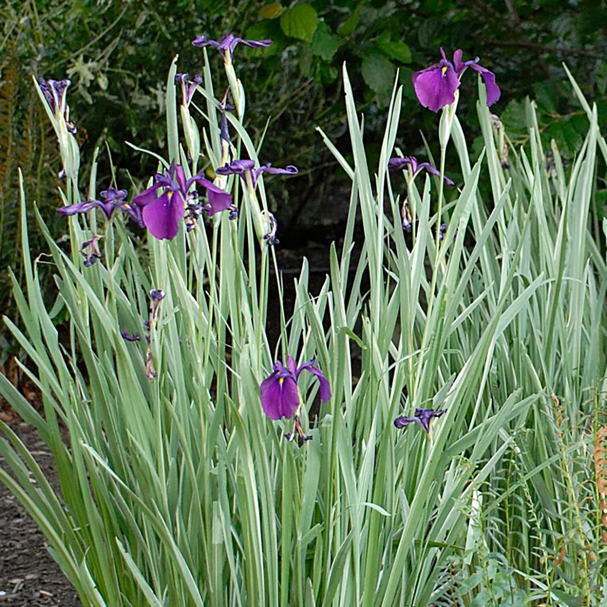 Variegated Japanese Iris Ensata Plant - AGM Winner - Ensata - Gallon Pot 3 Variegated Japanese Iris Ensata Plant - AGM Winner - Ensata - Gallon Pot