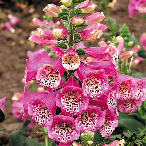 Camelot Rose Foxglove - Digitalis - Hardy Perennial - Quart Pot 4 Camelot Rose Foxglove - Digitalis - Hardy Perennial - Quart Pot - Image 2