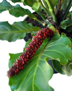 Bird's Nest Anthurium Superbum - Easy To Grow - 4" Pot - Collector's Series 7 Bird's Nest Anthurium Superbum - Easy To Grow - 4" Pot - Collector's Series -Cheap Plants Store apitvh5p8 73192.1592326986