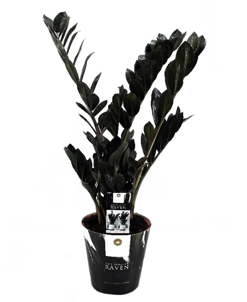 Rare Black Raven ZZ Plant - Zamioculcas Zamiifolia - 6" Pot - Collector's 8 Rare Black Raven ZZ Plant - Zamioculcas Zamiifolia - 6" Pot - Collector's - Image 6