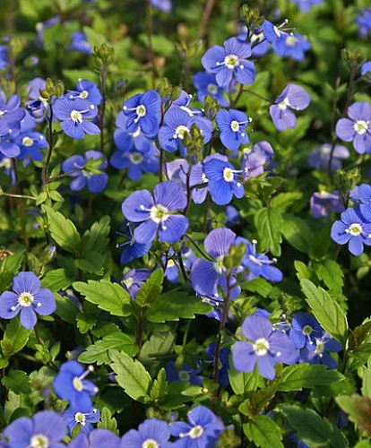 Georgia Blue Veronica - Speedwell - Quart Pot - Rich Blue Creeper 6 Georgia Blue Veronica - Speedwell - Quart Pot - Rich Blue Creeper - Image 4