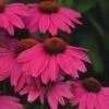 Pow Wow Wild Berry Coneflower - Echinacea - Quart Pot 2 Pow Wow Wild Berry Coneflower - Echinacea - Quart Pot -Cheap Plants Store apiu77nml 98372.1592325735
