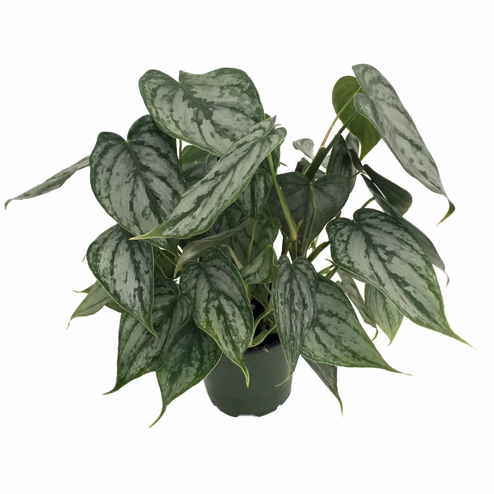 Brandi Philodendron - Easiest House Plant To Grow - 4" Pot 4 Brandi Philodendron - Easiest House Plant To Grow - 4" Pot - Image 2