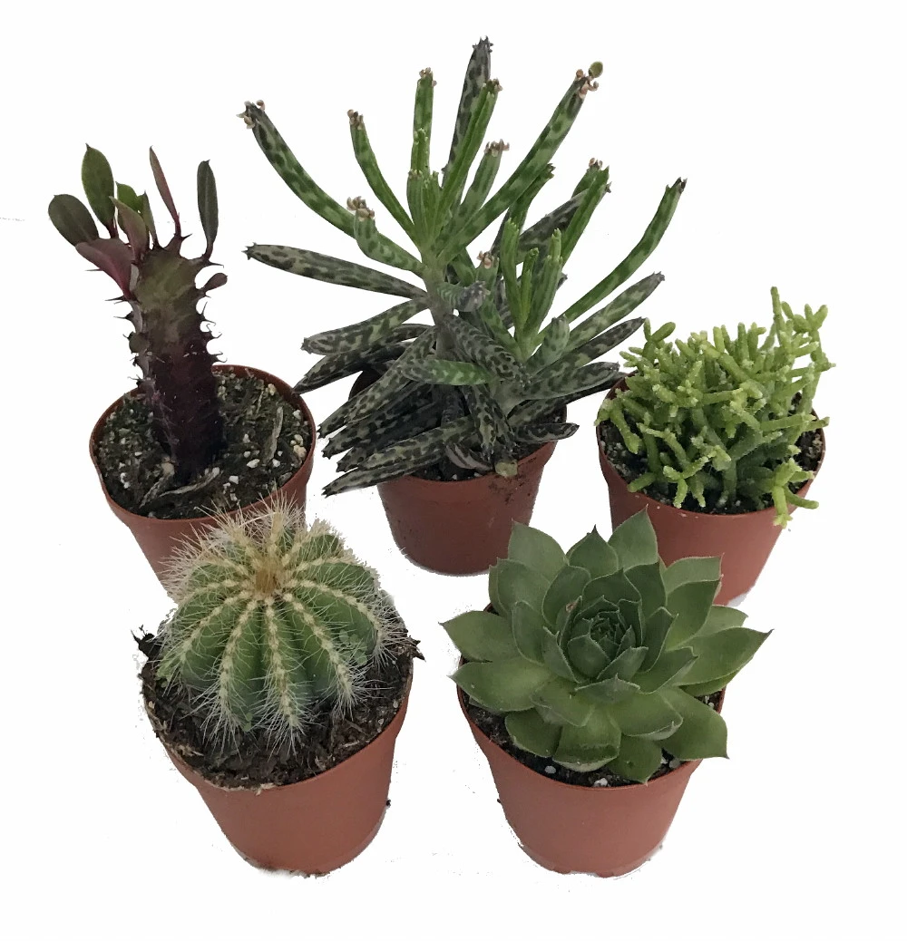 Instant Cactus/Succulent Collection - 5 Plants -Terrarium/Fairy Garden- 2" Pots 3 Instant Cactus/Succulent Collection - 5 Plants -Terrarium/Fairy Garden- 2" Pots