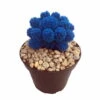 Tara Blue Living Desert Jewel Cactus - 4" Pot 1 Tara Blue Living Desert Jewel Cactus - 4" Pot -Cheap Plants Store apiunz9s9 93706.1592329640