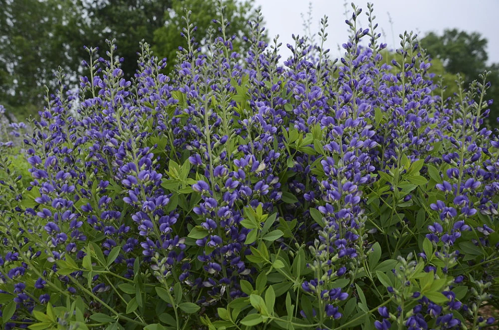 Decadence® Blueberry Sundae Baptisia - False Indigo - Gallon Pot 4 Decadence® Blueberry Sundae Baptisia - False Indigo - Gallon Pot - Image 2