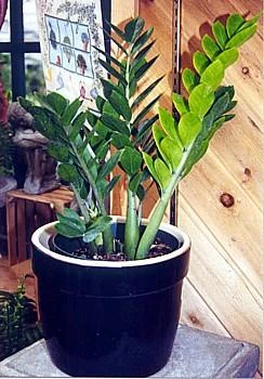 Rare ZZ Plant - Zamioculcas Zamiifolia - Hardy House Plant - 6" Pot 5 Rare ZZ Plant - Zamioculcas Zamiifolia - Hardy House Plant - 6" Pot - Image 3