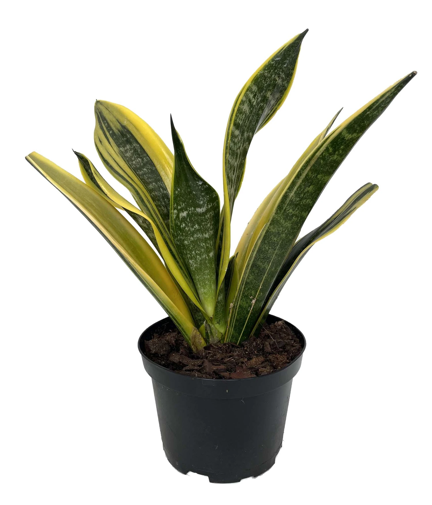 La Rubia Snake Plant - Sansevieria - 6" Pot - Collector's Series 4 La Rubia Snake Plant - Sansevieria - 6" Pot - Collector's Series - Image 2