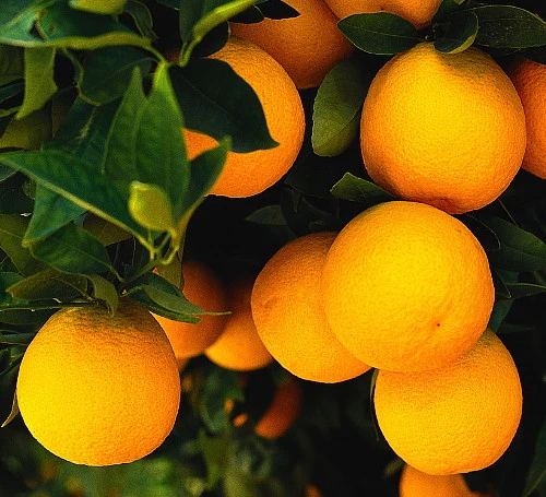 Valencia Orange Tree - Indoors/Out -8" Pot-NO SHIPPING TO TX, FL, AZ, CA, LA, HI 3 Valencia Orange Tree - Indoors/Out -8" Pot-NO SHIPPING TO TX, FL, AZ, CA, LA, HI - Image 2