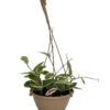 Krimson Queen Wax Plant - Hoya - 6" Hanging Basket - Trending 2 Krimson Queen Wax Plant - Hoya - 6" Hanging Basket - Trending -Cheap Plants Store apivap4gg 74260.1592324406