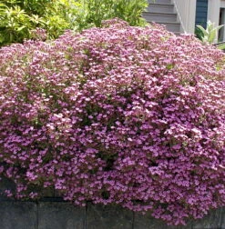Soapwort Perennial - Saponaria Ocymoides - Quart Pot 7 Soapwort Perennial - Saponaria Ocymoides - Quart Pot -Cheap Plants Store apiveldjr 41678.1592325105