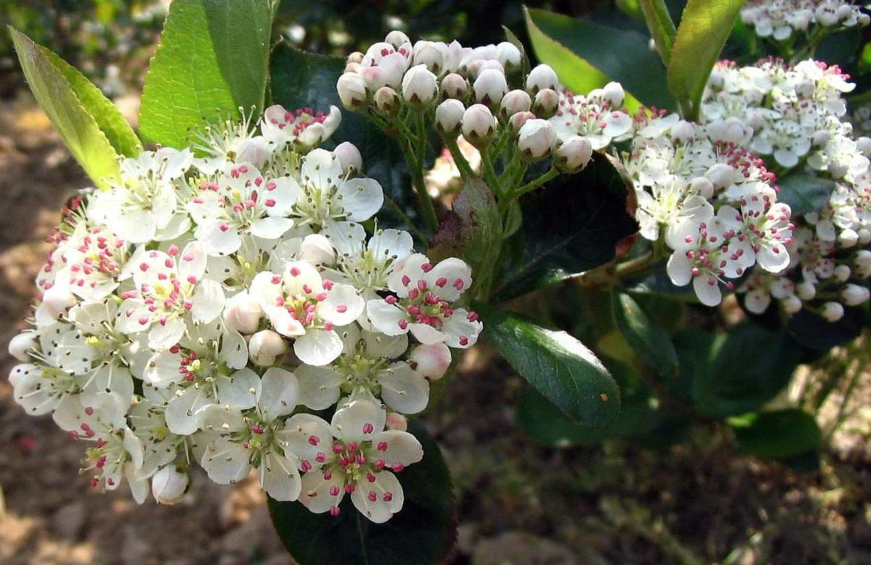 Viking Chokeberry Plant - Aronia - Shrub/Bonsai/Wine - 3.25" Pot 4 Viking Chokeberry Plant - Aronia - Shrub/Bonsai/Wine - 3.25" Pot - Image 2