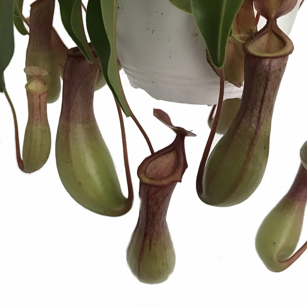 Asian Pitcher Plant - Nepenthes - Carnivorous - Exotic - 6" Hanging Basket 4 Asian Pitcher Plant - Nepenthes - Carnivorous - Exotic - 6" Hanging Basket - Image 2