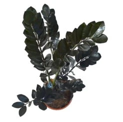 Rare Black Raven ZZ Plant - Zamioculcas Zamiifolia - 6" Pot - Collector's 11 Rare Black Raven ZZ Plant - Zamioculcas Zamiifolia - 6" Pot - Collector's -Cheap Plants Store apivwizfa 68367.1640122347