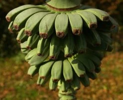 Winter Hardy Basjoo Banana Plant - Musa - 6" Pot 10 Winter Hardy Basjoo Banana Plant - Musa - 6" Pot -Cheap Plants Store apivyci9v 09117.1592332360