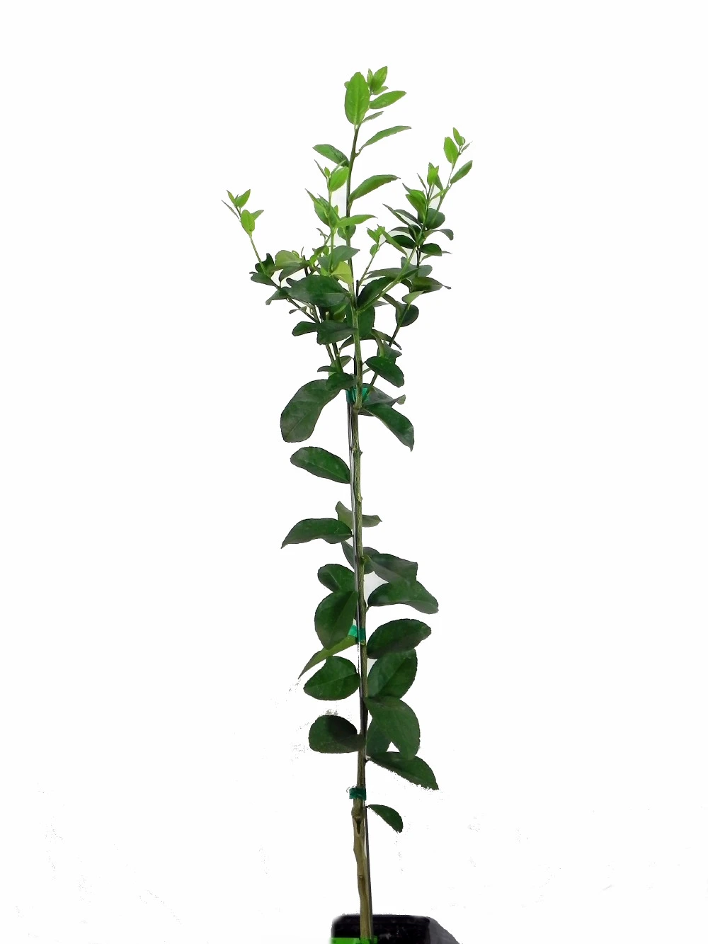 Key Lime Tree - 4x12" Pot -Fruiting Size-Key Lime Pie-Tree Form 1.5'-3' 4 Key Lime Tree - 4x12" Pot -Fruiting Size-Key Lime Pie-Tree Form 1.5'-3' - Image 2