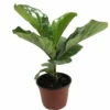 Hirt's Fiddleleaf Fig Tree - Ficus - Great Indoor Tree - Easy - 6" Pot 2 Hirt's Fiddleleaf Fig Tree - Ficus - Great Indoor Tree - Easy - 6" Pot -Cheap Plants Store apiwdxah9 85136.1592317425