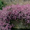 Pink Creeping Babies Breath Plant - Gypsophila Repens Rosea - Quart Pot 1 Pink Creeping Babies Breath Plant - Gypsophila Repens Rosea - Quart Pot -Cheap Plants Store apiwh7ruj 30099.1592332838