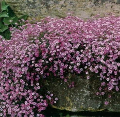 Pink Creeping Babies Breath Plant - Gypsophila Repens Rosea - Quart Pot