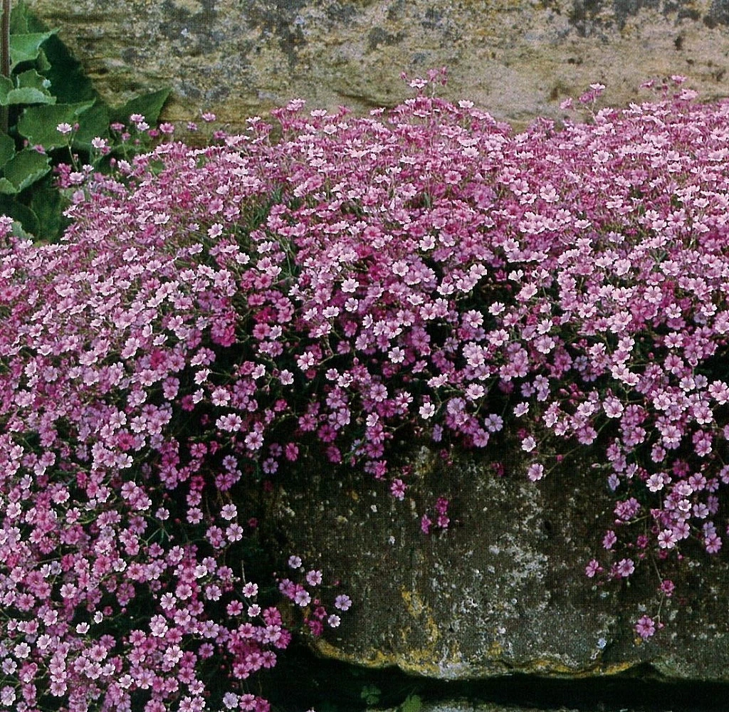 Pink Creeping Babies Breath Plant - Gypsophila Repens Rosea - Quart Pot 3 Pink Creeping Babies Breath Plant - Gypsophila Repens Rosea - Quart Pot