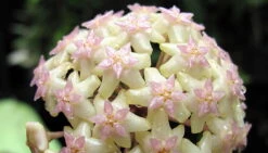 SALE - Rare Macro Wax Plant - Hoya Macrophylla - Collector's Series - 4.5" Hanging Basket 8 SALE - Rare Macro Wax Plant - Hoya Macrophylla - Collector's Series - 4.5" Hanging Basket -Cheap Plants Store apiwrp4xy 23143.1592324563