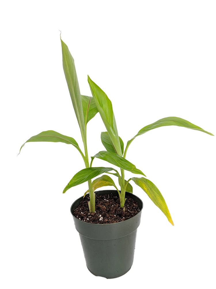 Winter Hardy Basjoo Banana Plant - Musa - 6" Pot 4 Winter Hardy Basjoo Banana Plant - Musa - 6" Pot - Image 2