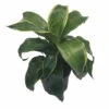 Dorado Dragon Tree - Pleomele - Dracaena -6" Pot-Easy To Grow House Plant 2 Dorado Dragon Tree - Pleomele - Dracaena -6" Pot-Easy To Grow House Plant -Cheap Plants Store apiwytbav 32420.1592323852