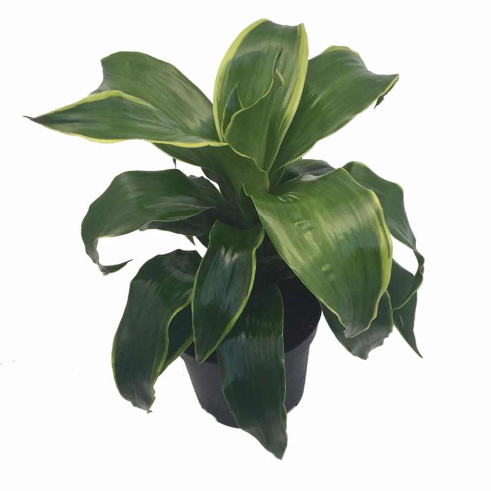 Dorado Dragon Tree - Pleomele - Dracaena -6" Pot-Easy To Grow House Plant 3 Dorado Dragon Tree - Pleomele - Dracaena -6" Pot-Easy To Grow House Plant