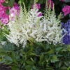 Visions In White Astilbe - Shade Perennial - Quart Pot 1 Visions In White Astilbe - Shade Perennial - Quart Pot -Cheap Plants Store apiwzyhqk 14194.1592333332
