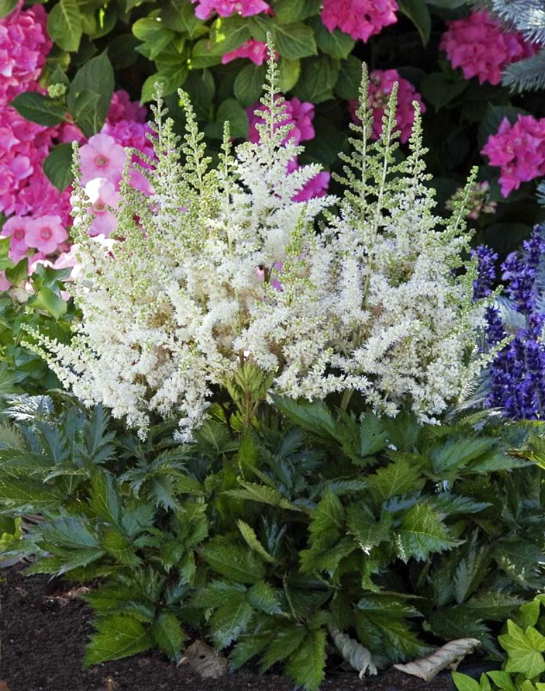 Visions In White Astilbe - Shade Perennial - Quart Pot 3 Visions In White Astilbe - Shade Perennial - Quart Pot