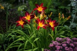 Rainbow Rhythm® Storm Shelter Daylily - Hemerocallis - Gallon Pot -Proven Winners 5 Rainbow Rhythm® Storm Shelter Daylily - Hemerocallis - Gallon Pot -Proven Winners -Cheap Plants Store apix4bsjk 22278.1592329395