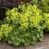 Thriller Ladys Mantle Perennial - Alchemilla - Live Plant - Quart Pot 1 Thriller Ladys Mantle Perennial - Alchemilla - Live Plant - Quart Pot -Cheap Plants Store apiyaq1io 51907.1592318762