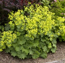 Thriller Ladys Mantle Perennial - Alchemilla - Live Plant - Quart Pot