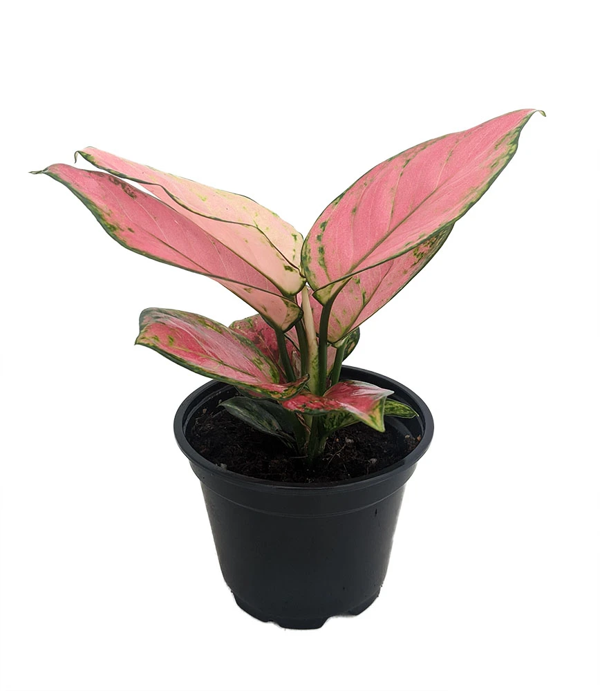 Cherry Chinese Evergreen Plant - Aglaonema-Grows In Dim Light-4" Pot-Collector's 4 Cherry Chinese Evergreen Plant - Aglaonema-Grows In Dim Light-4" Pot-Collector's - Image 2